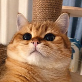 猫猫得而猪猪