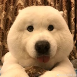 miss polarbear