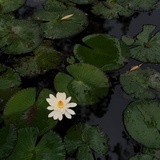 张林芝