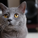 Vera