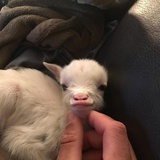 怪妹！