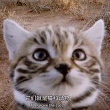 aneuin