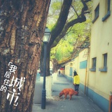 tao拍拍