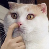 狂飙草泥馬