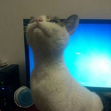 猫是真猫