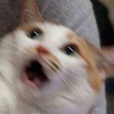 柴柴有脚臭