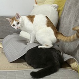 一口一个小猫咪