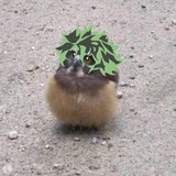 透那。