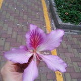 花花老师