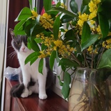 熊猫去看云