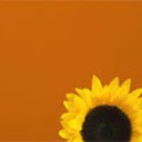 Helianthus