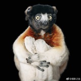 科殊