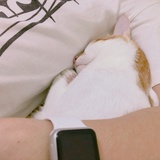 Jeffy 邱邱
