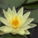 大鱼梦蝶