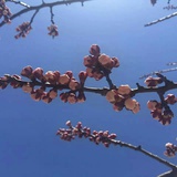 半夏