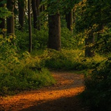 Firefly