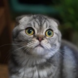 阿尔卑斯糖