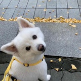 bibi
