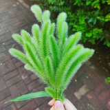 耳根清净