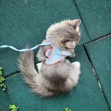 catpain