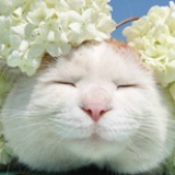 微笑天使江豚宝宝