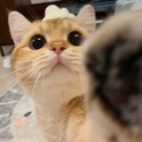 你有小魚干吗？