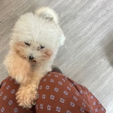 士多啤梨