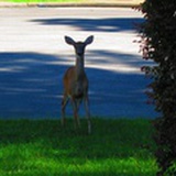 doorkeeper