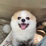 碳豆碳