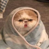 莫如