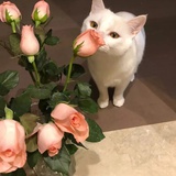 散多君