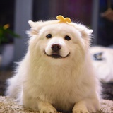 一本正经的胡说