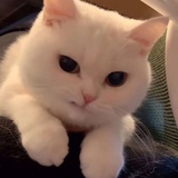 拽猫