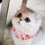 是Candy
