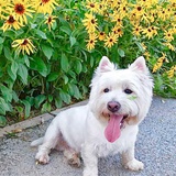 Maggie