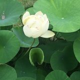 六月