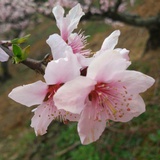 澹澹