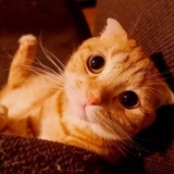 猫咪咪