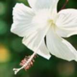 陌上花开208