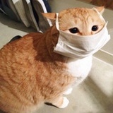 清喵