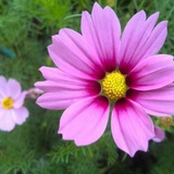 花夏花