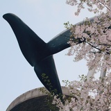 春醪