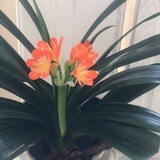 素芝