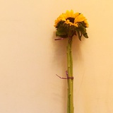 ★☆尐熊゛