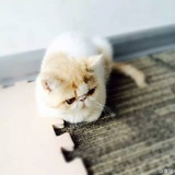 豆沙月饼
