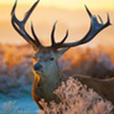 Caribou