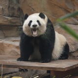 晨光
