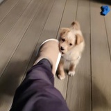 SHingo
