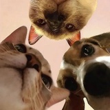 猪QQ右卫门