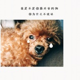 来瓶儿